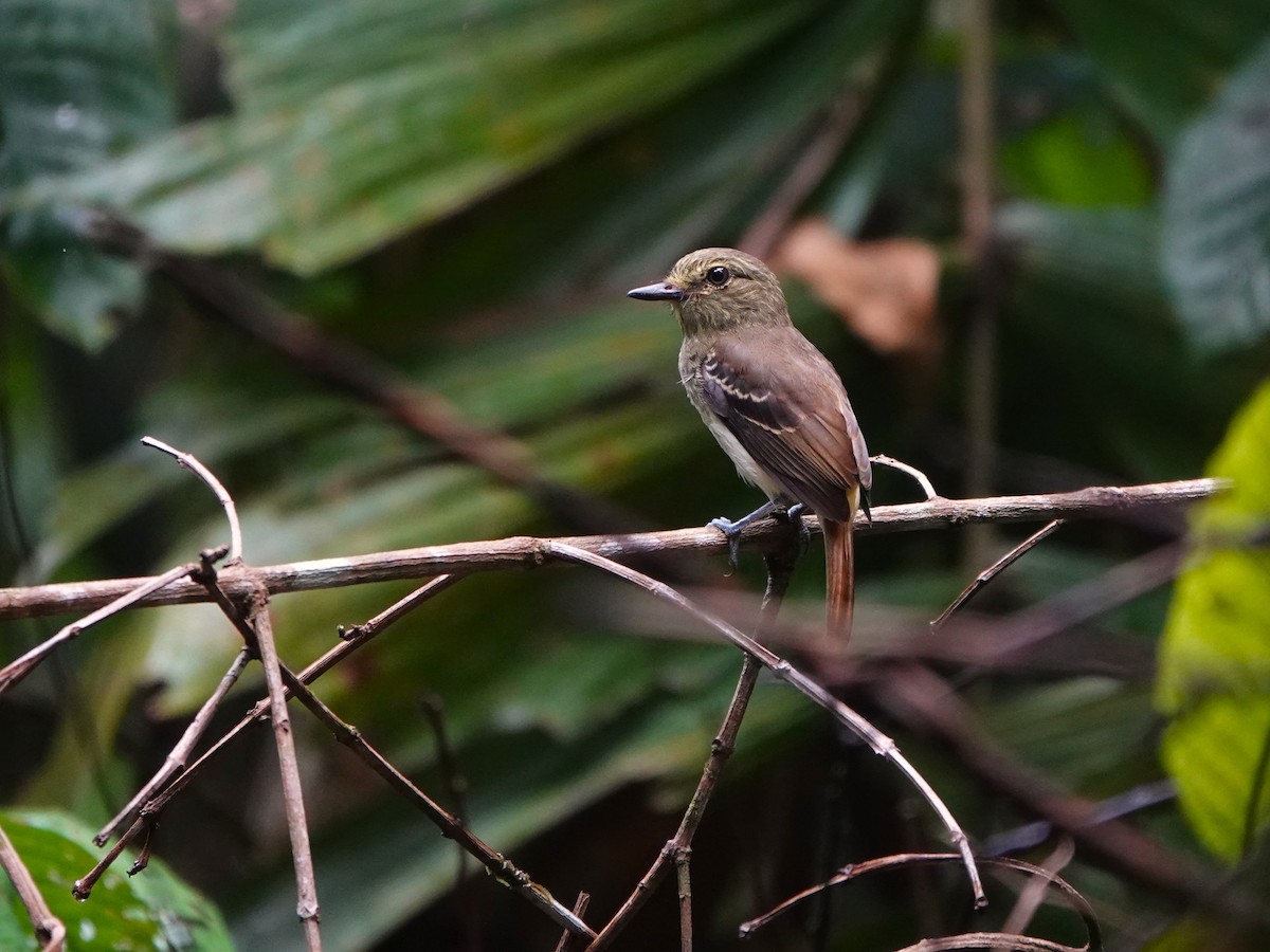 Atila Polimorfo (spadiceus/uropygiatus) - ML646706316