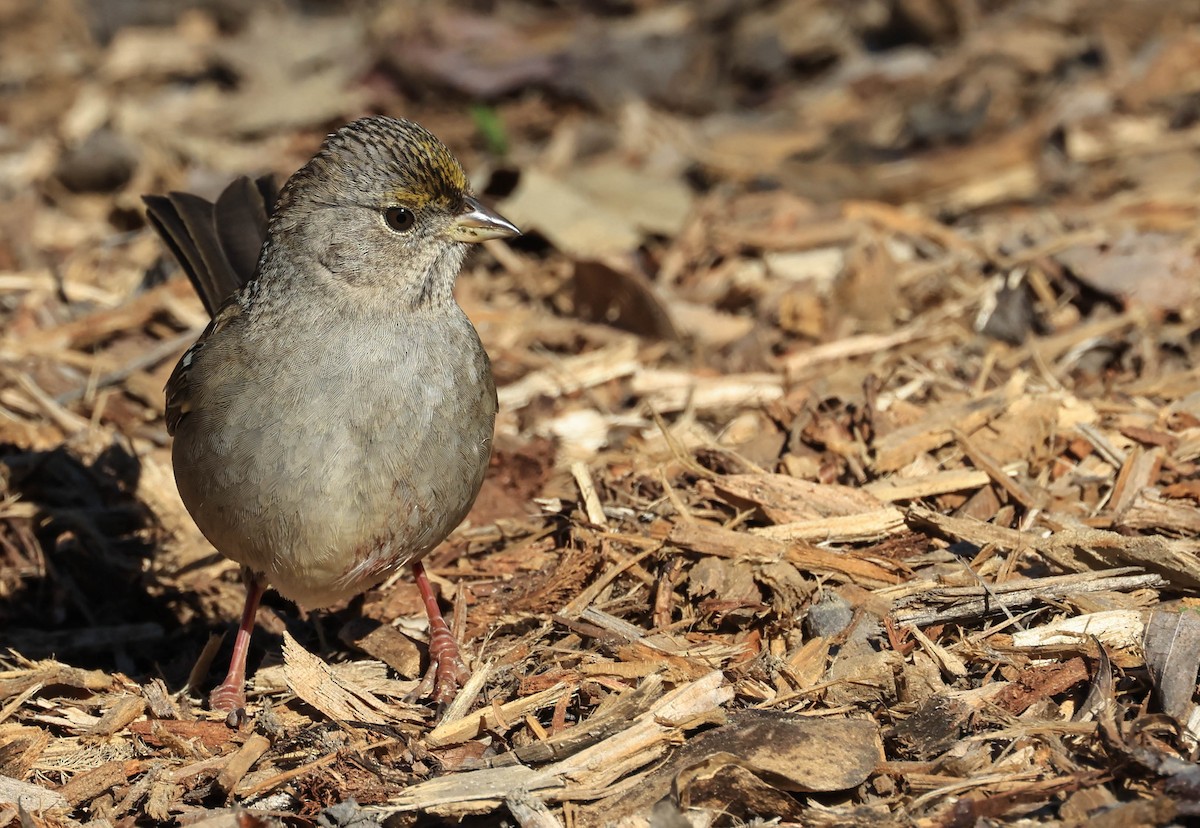 Golden-crowned Sparrow - ML646706317