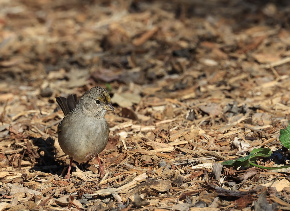 Golden-crowned Sparrow - ML646706318