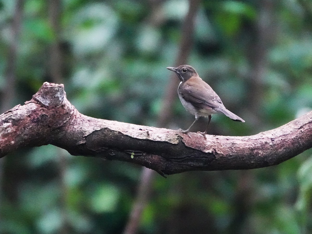 Zorzal Cuelliblanco Sureño (grupo phaeopygus) - ML646706319