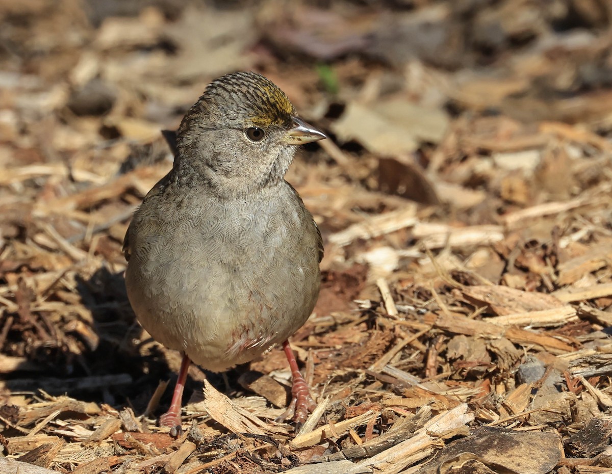 Golden-crowned Sparrow - ML646706320