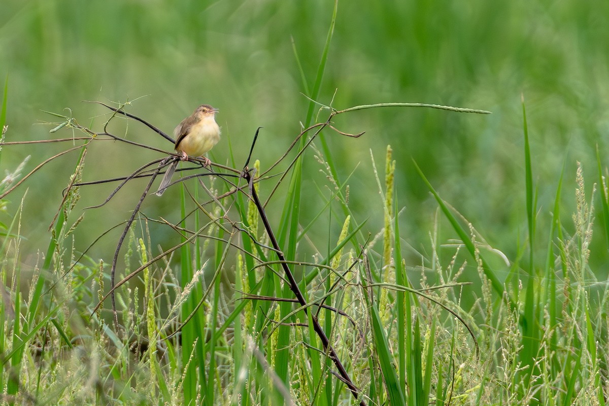 Plain Prinia - ML646706322