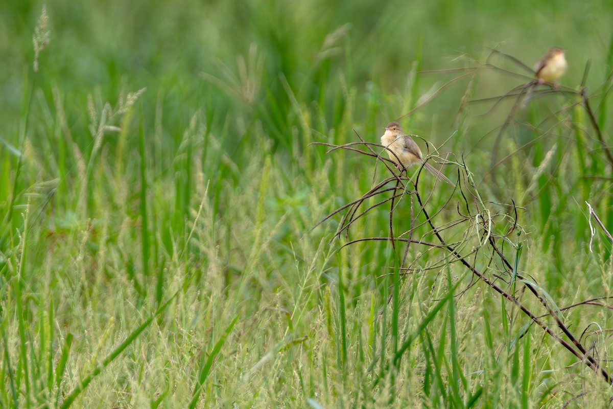 Plain Prinia - ML646706323