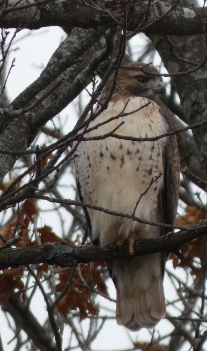 Red-tailed Hawk - ML646706324