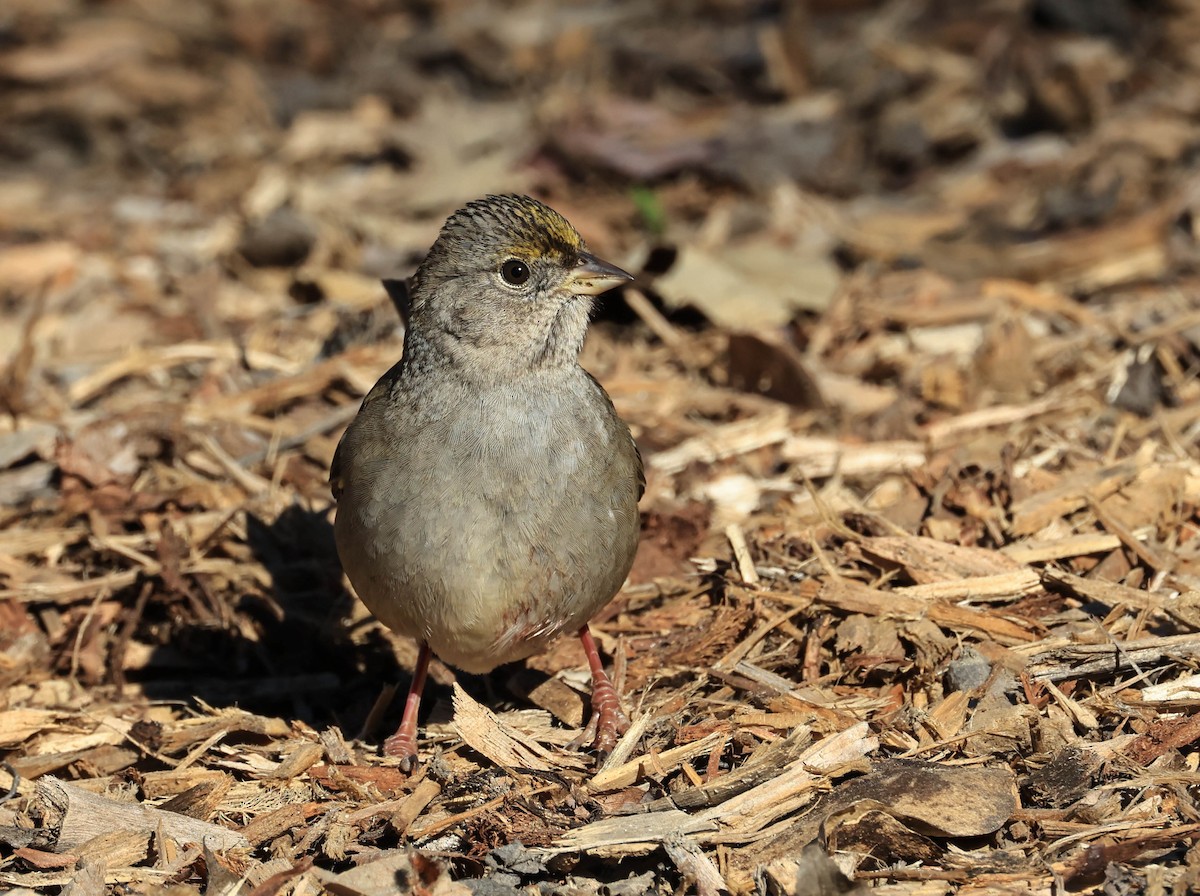 Golden-crowned Sparrow - ML646706326