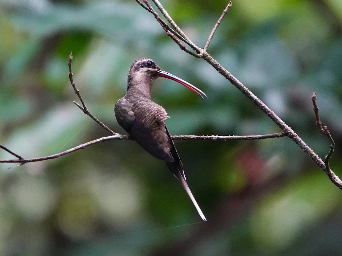 Ermitaño Picogrande (malaris/insolitus) - ML646706328