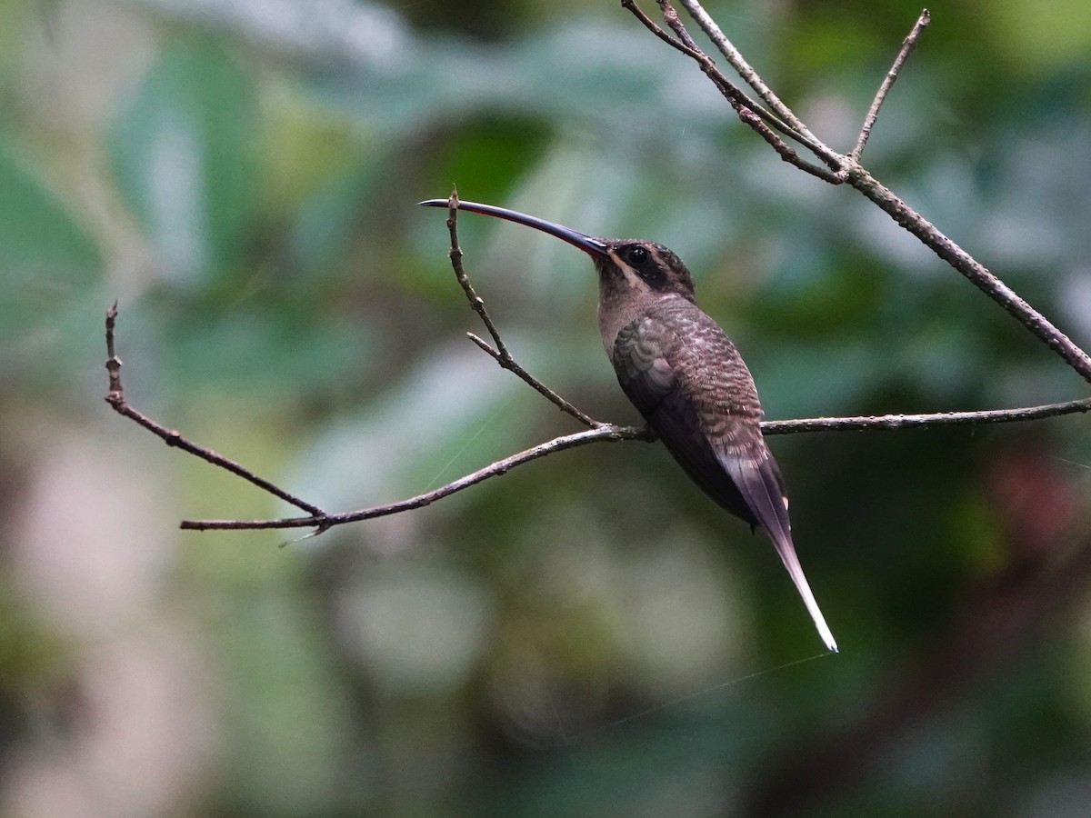 Ermitaño Picogrande (malaris/insolitus) - ML646706329