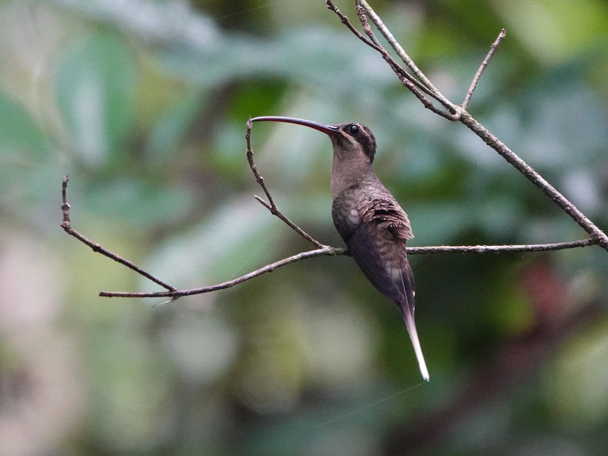 Ermitaño Picogrande (malaris/insolitus) - ML646706330