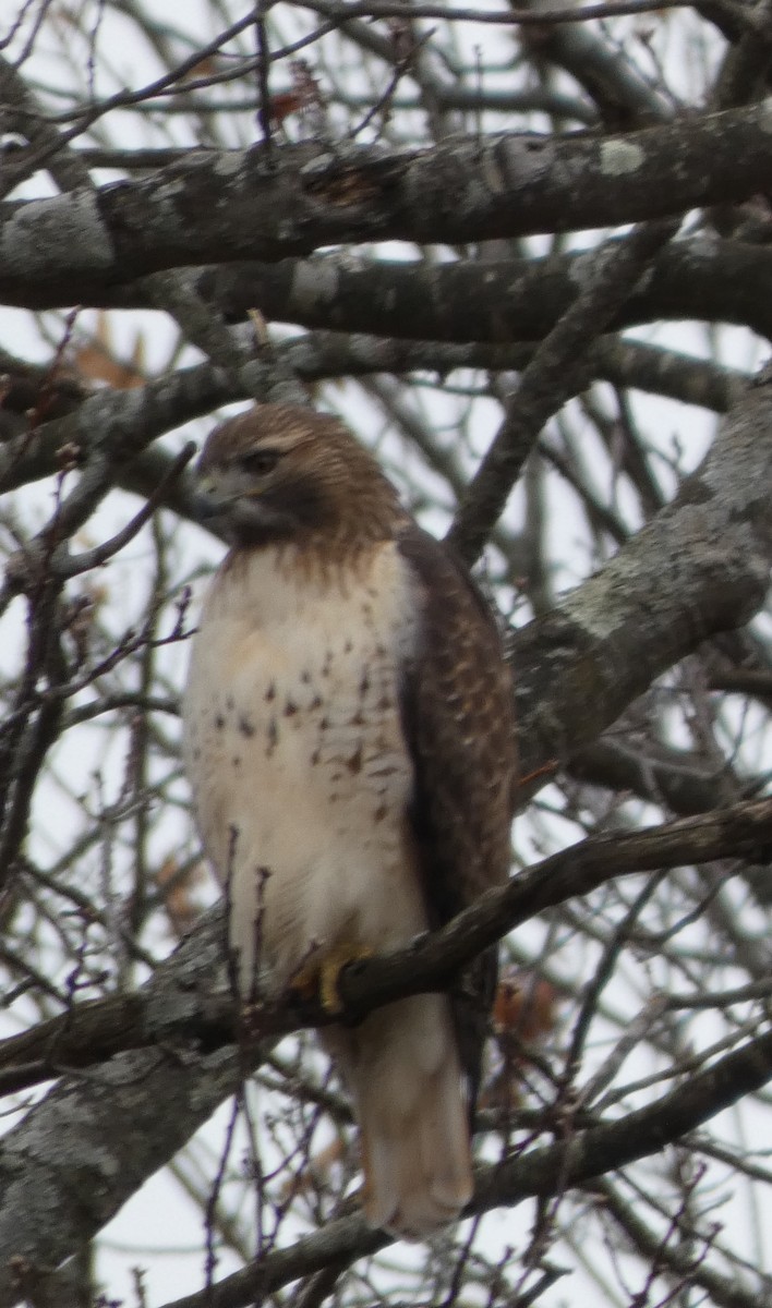 Red-tailed Hawk - ML646706332