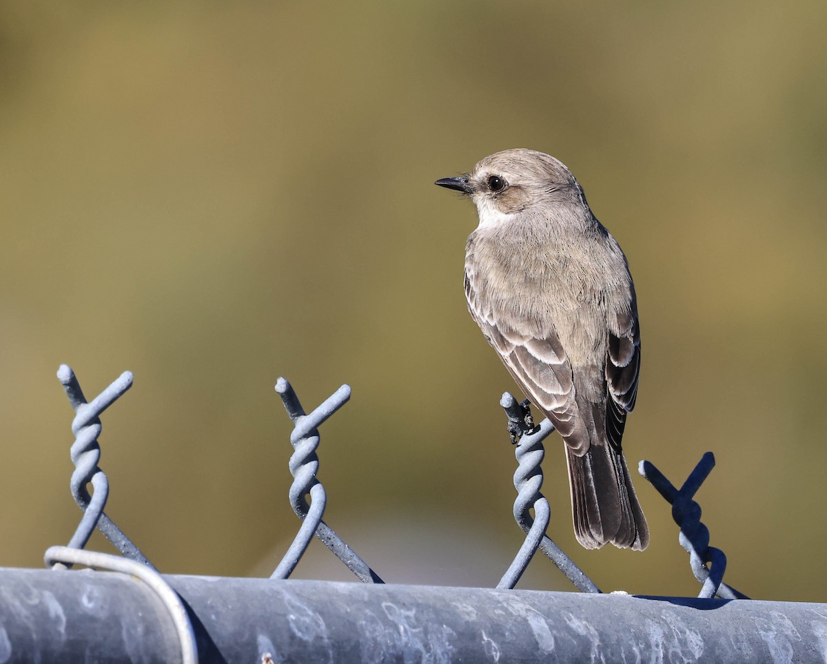 Vermilion Flycatcher - ML646706337
