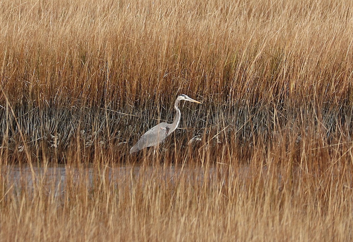 Great Blue Heron - ML646706339