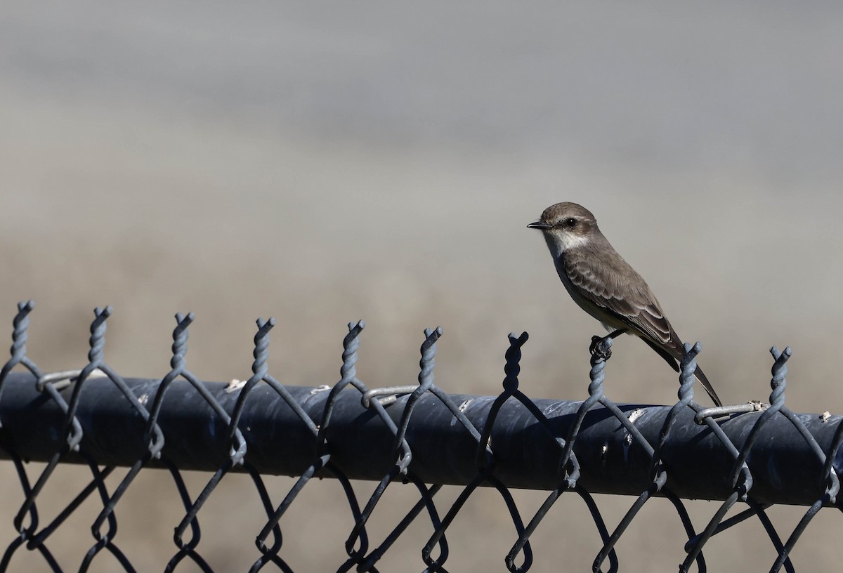 Vermilion Flycatcher - ML646706340