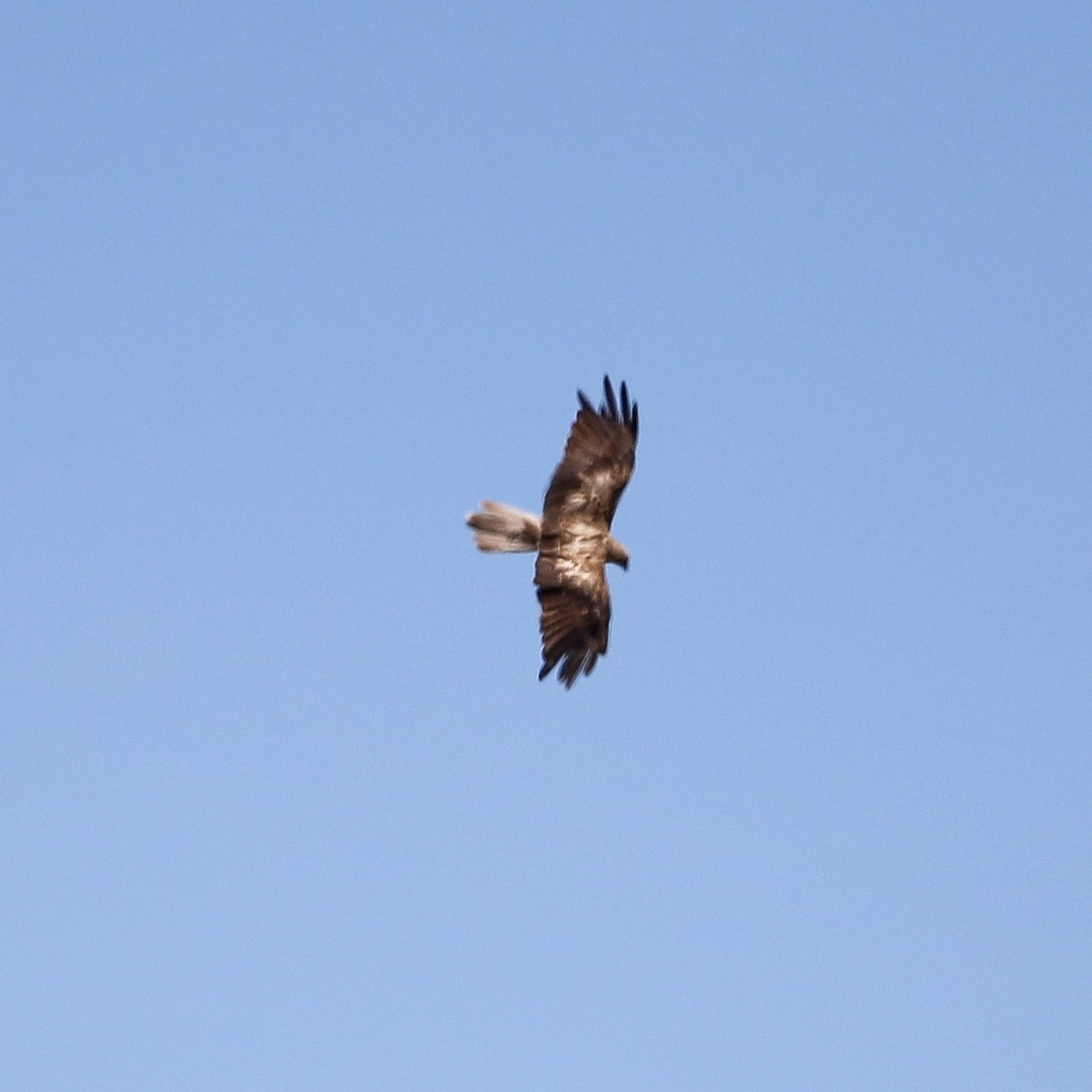 Whistling Kite - ML646706341