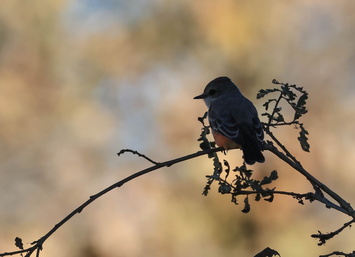 Vermilion Flycatcher - ML646706342