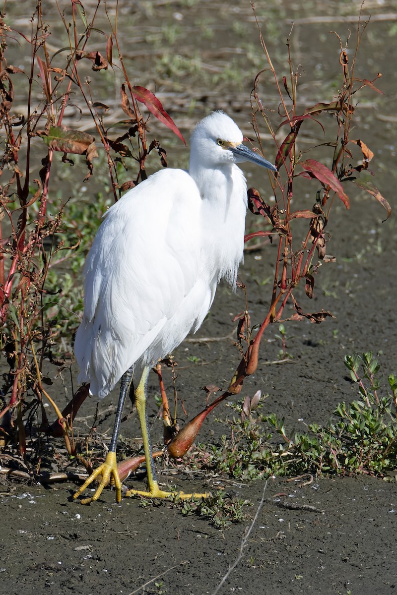 Snowy Egret - ML646706344