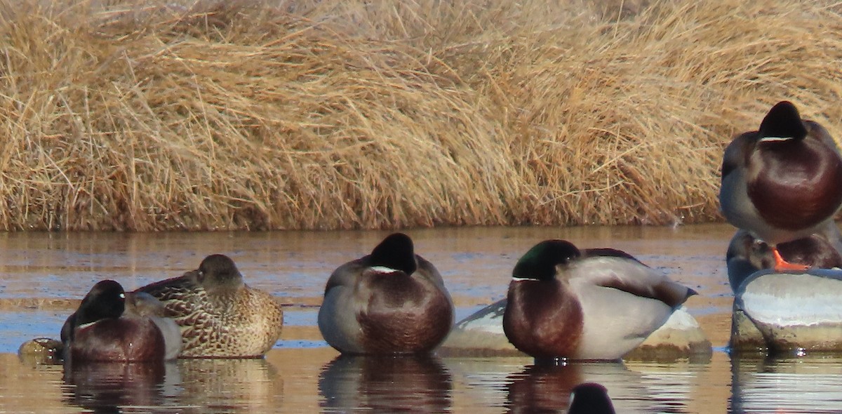 Mallard - ML646706345