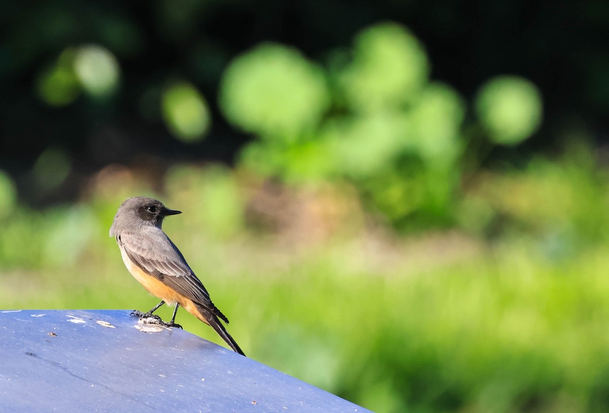 Say's Phoebe - ML646706353