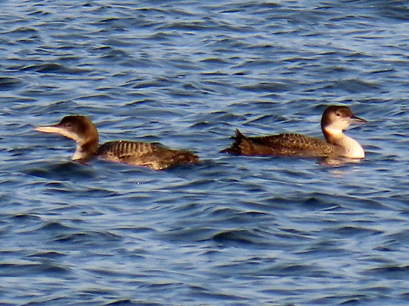 Eistaucher - ML646706355