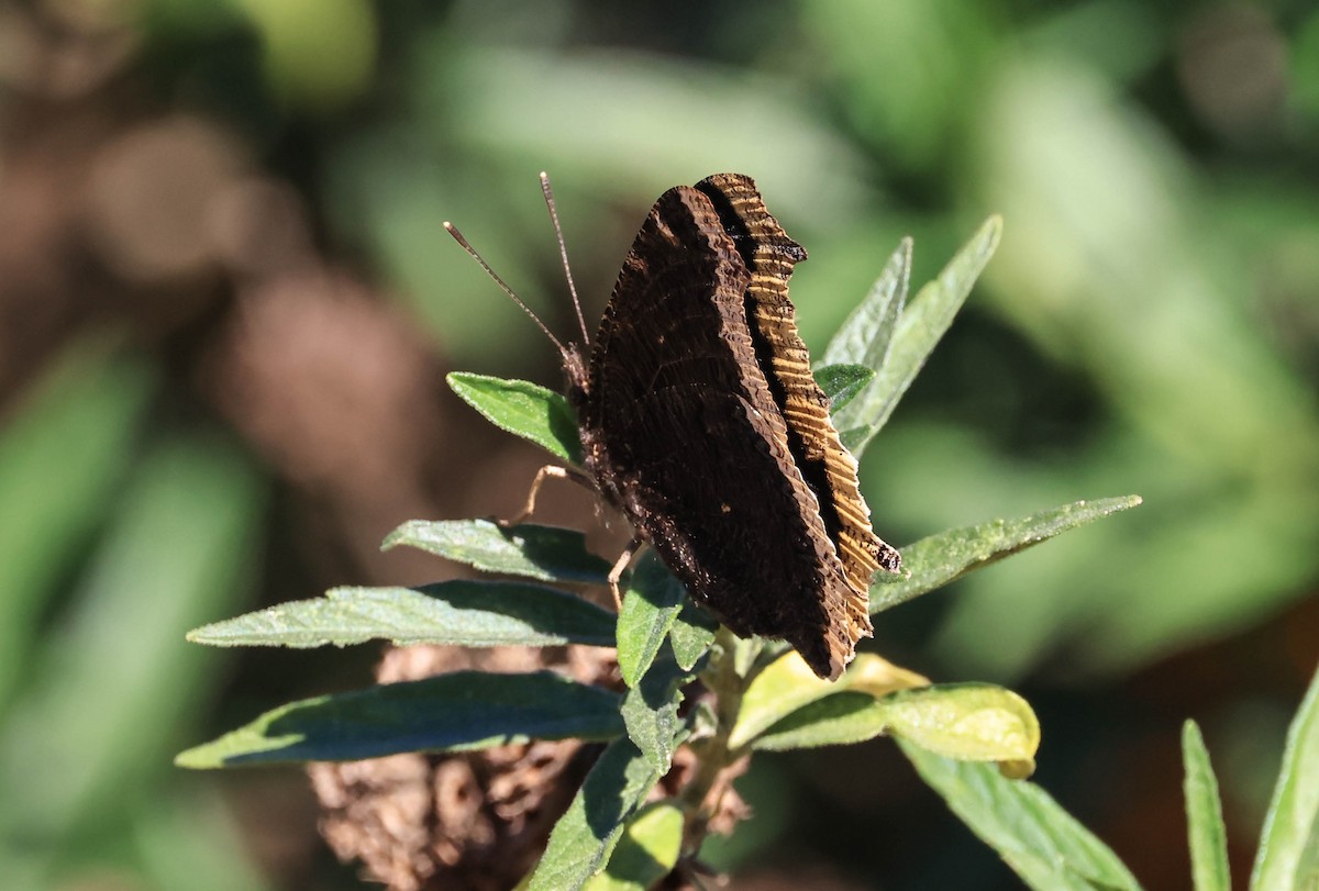 Mourning Cloak - ML646706358