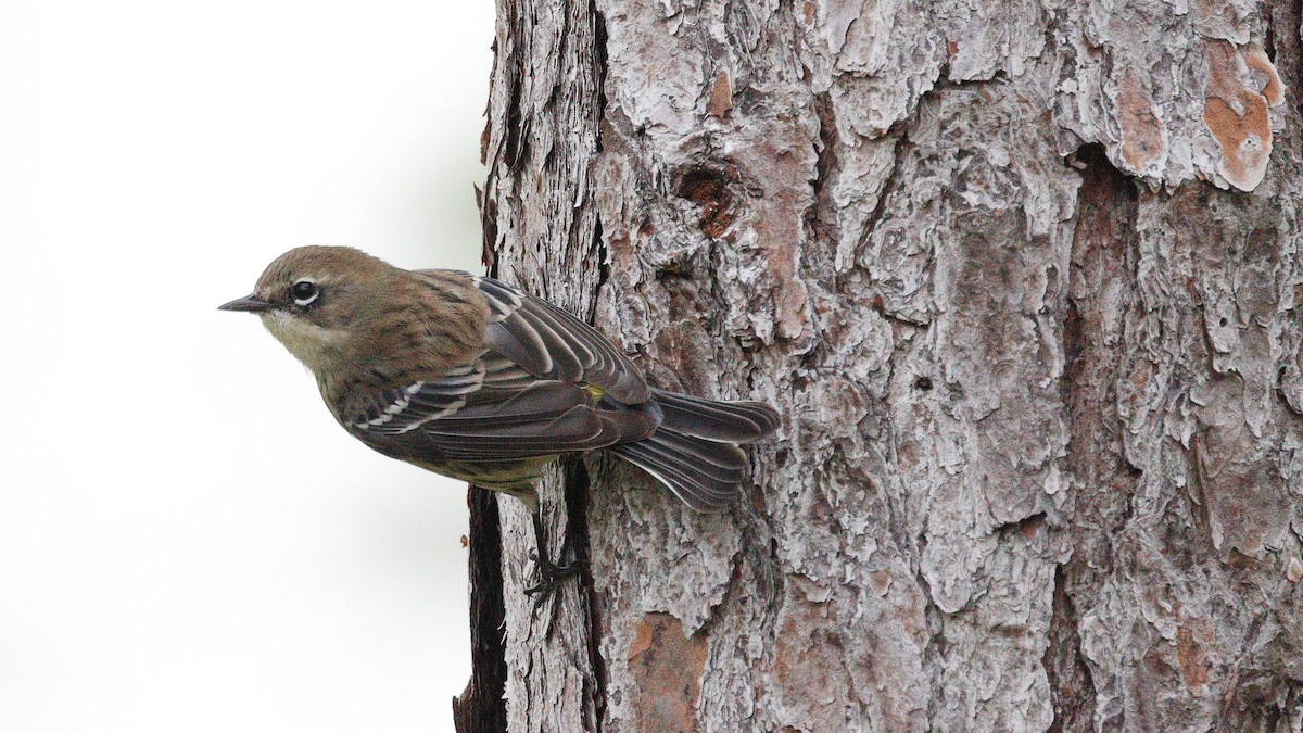 myrteparula - ML646706359