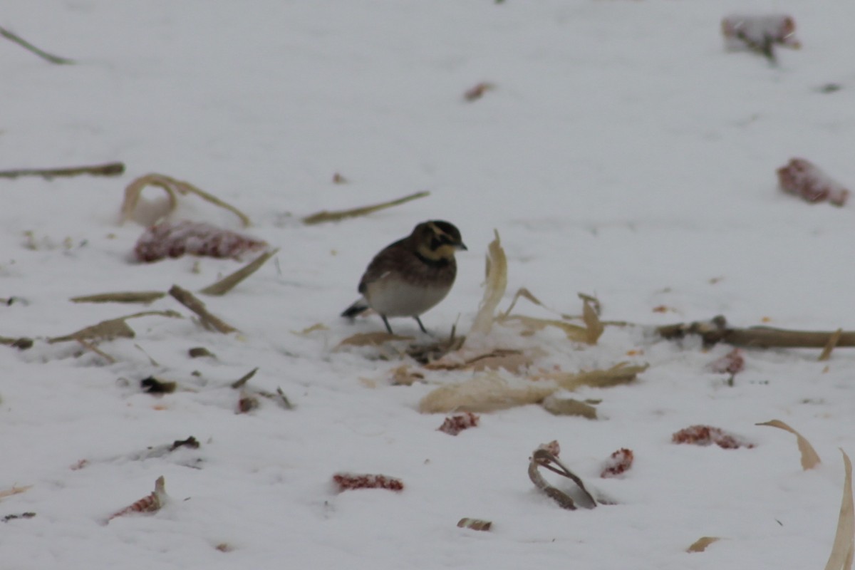 fjellerke - ML646706364