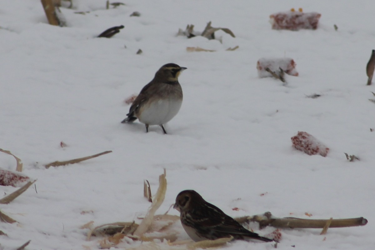 fjellerke - ML646706365