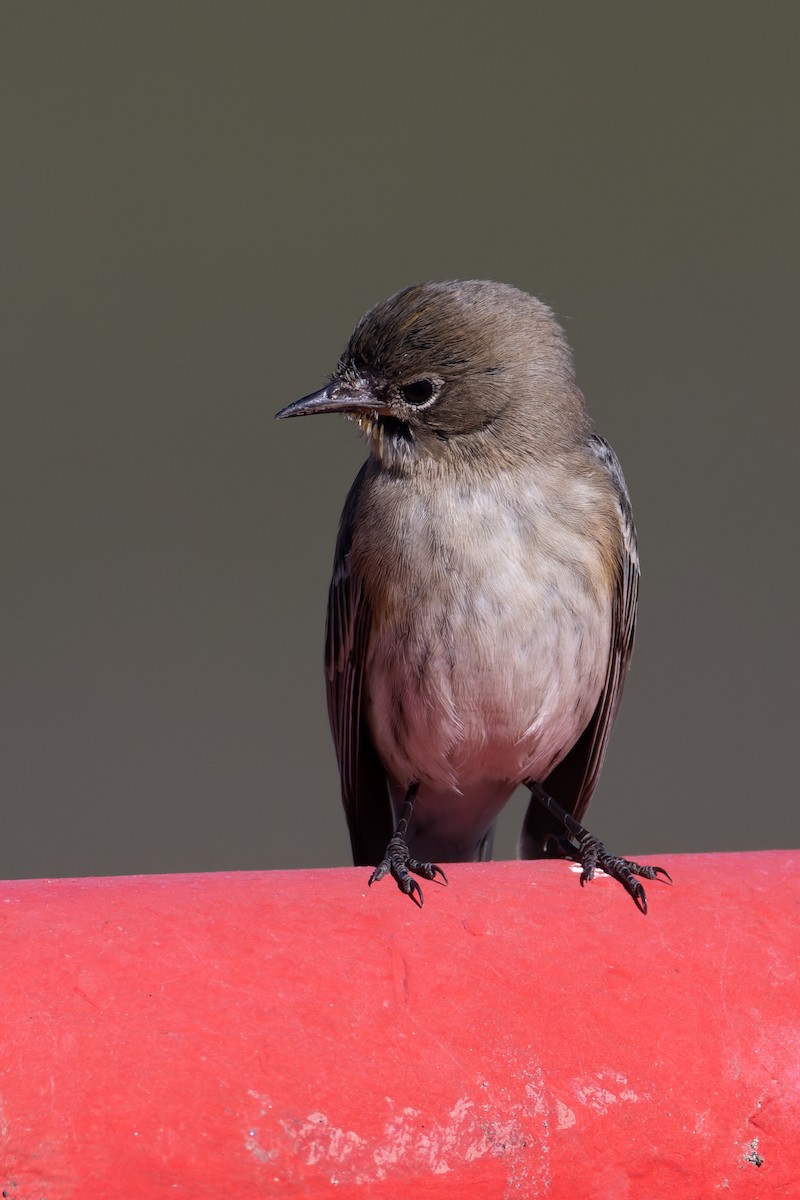 Yellow-rumped Warbler - ML646706366