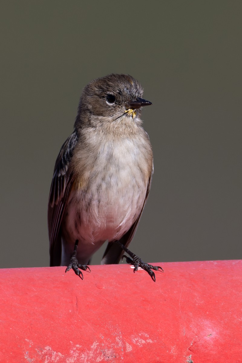 Yellow-rumped Warbler - ML646706368