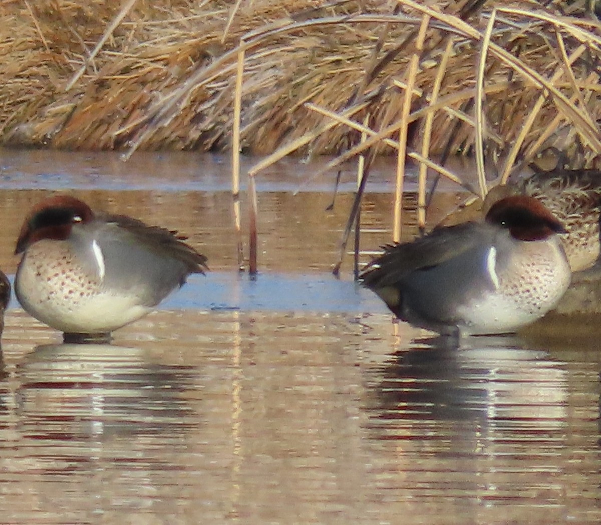 Green-winged Teal - ML646706370