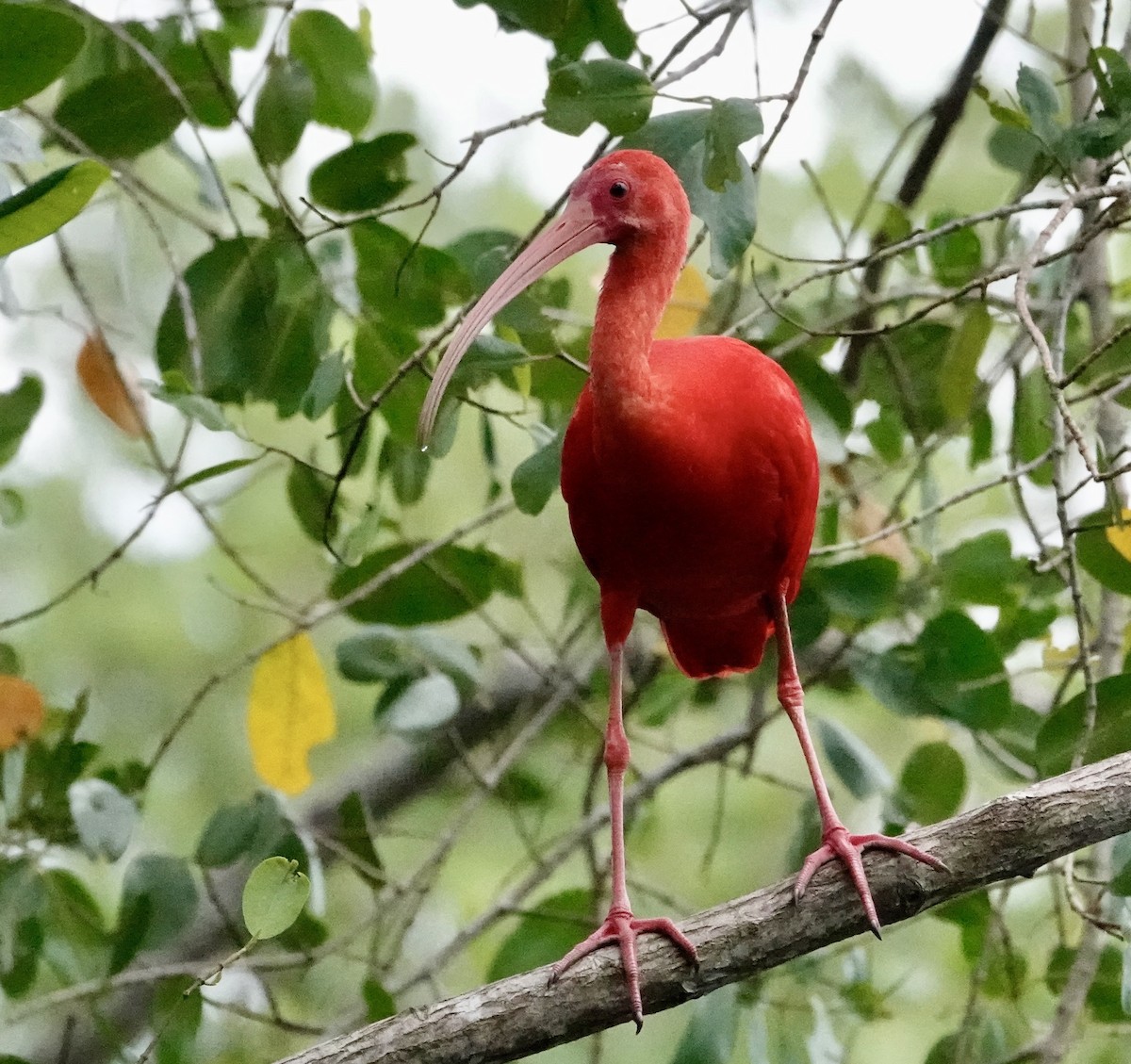 Scarlet Ibis - ML646706371