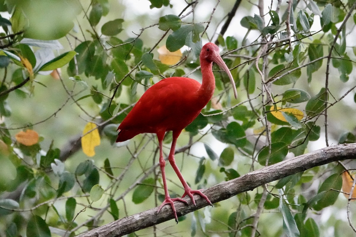 Scarlet Ibis - ML646706372