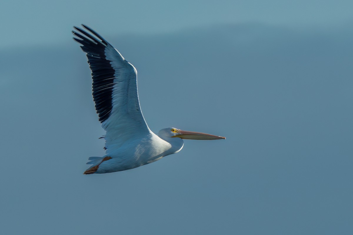 amerikapelikan - ML646706374