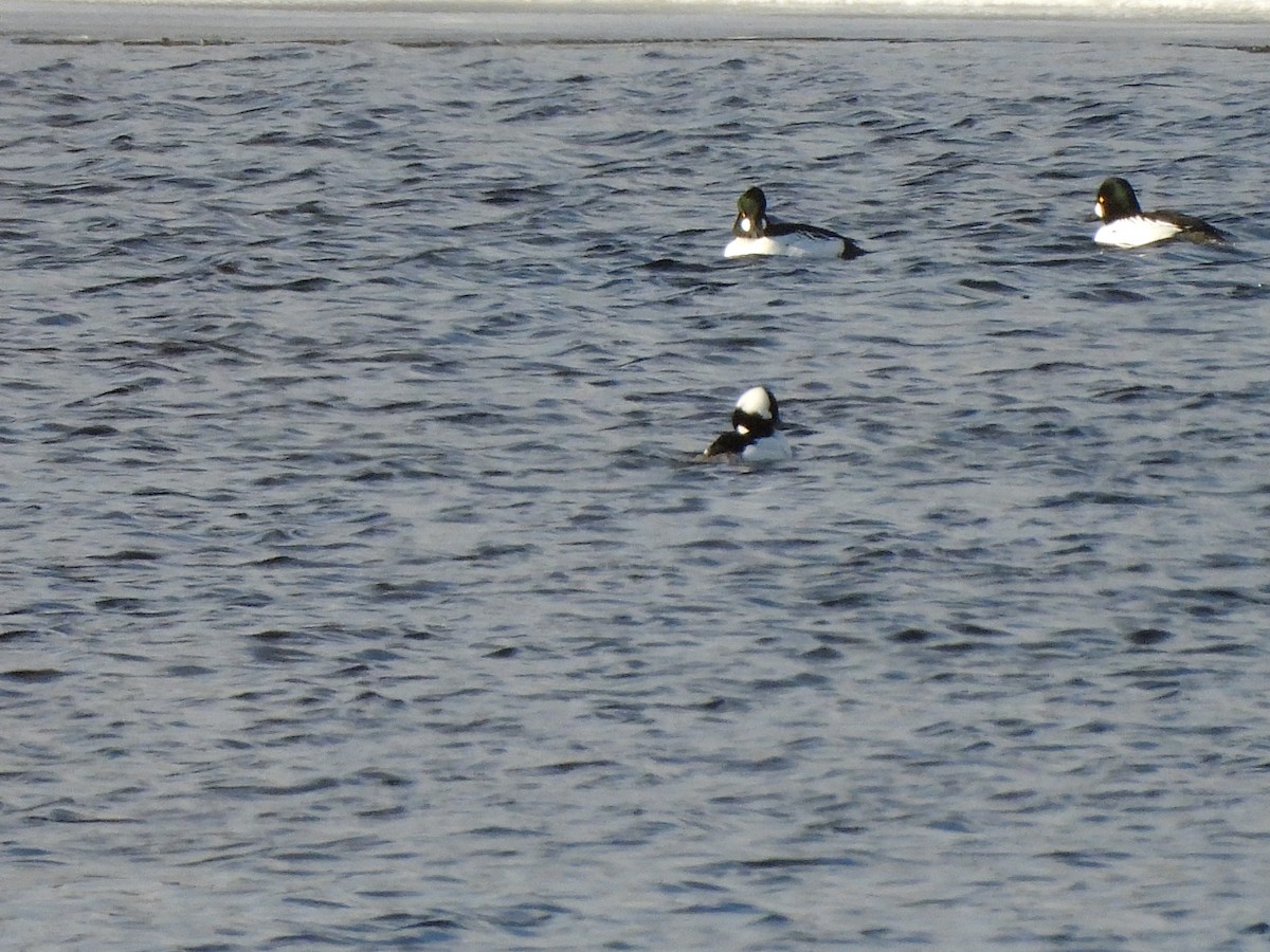 Гоголь-головастик - ML646706375