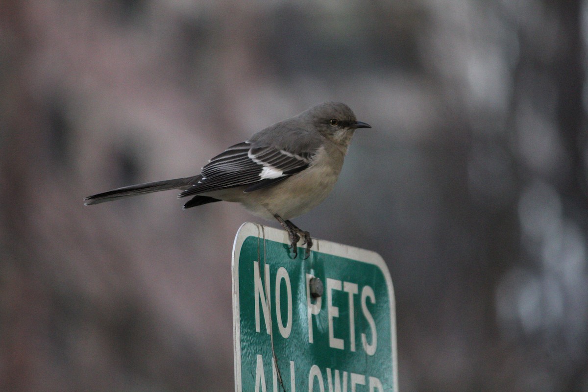Northern Mockingbird - ML646706376