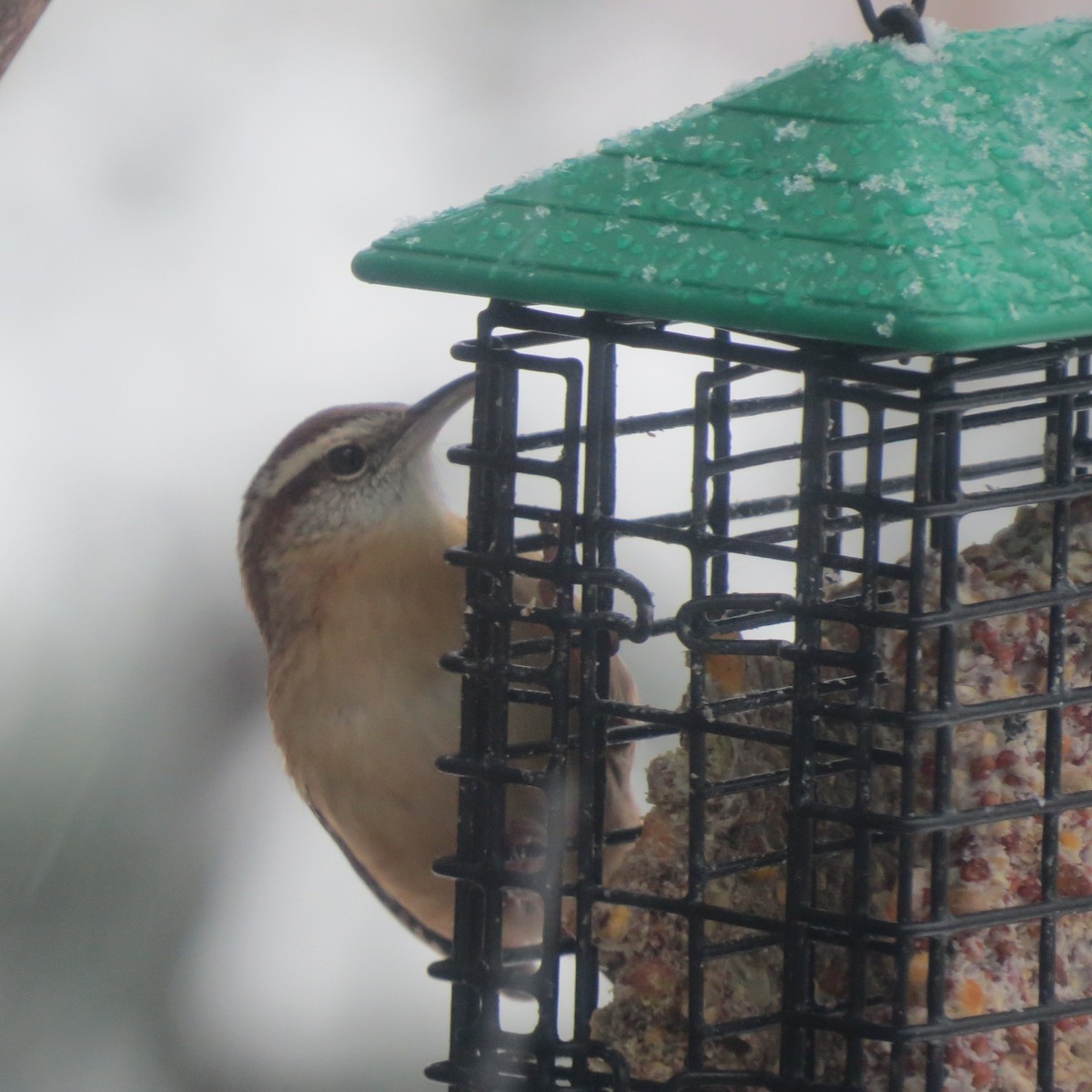 チャバラマユミソサザイ - ML646706377