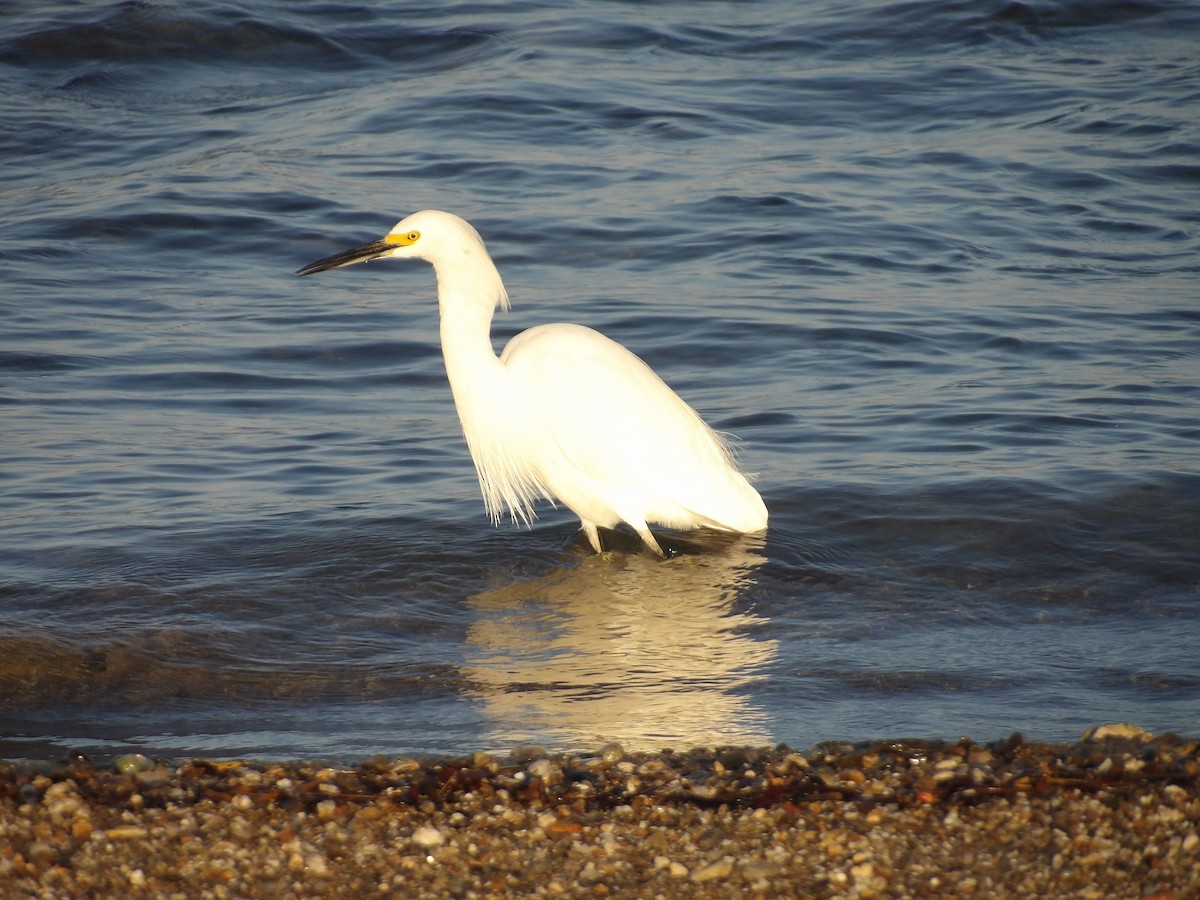 Snowy Egret - ML646706378