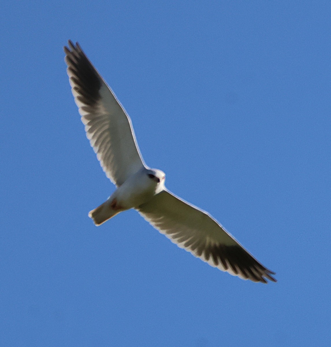 Black-winged Kite - ML646706380