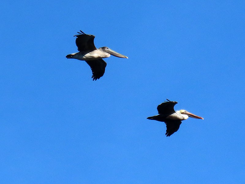 Braunpelikan (carolinensis) - ML646706381