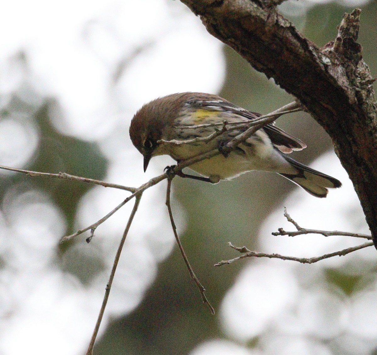 myrteparula - ML646706385