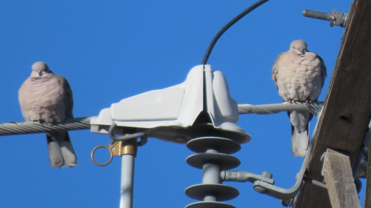 Tortora dal collare - ML646706386