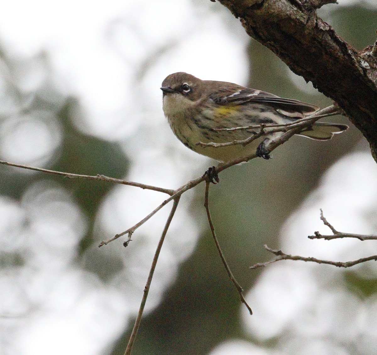 myrteparula - ML646706387