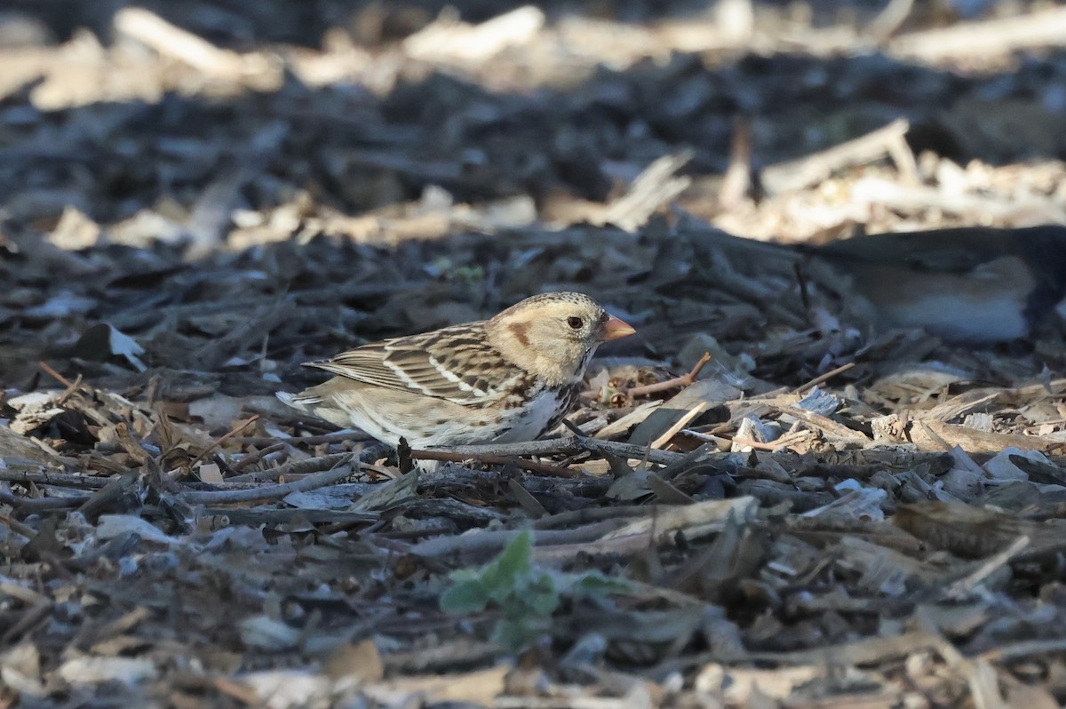 カオグロシトド - ML646706388