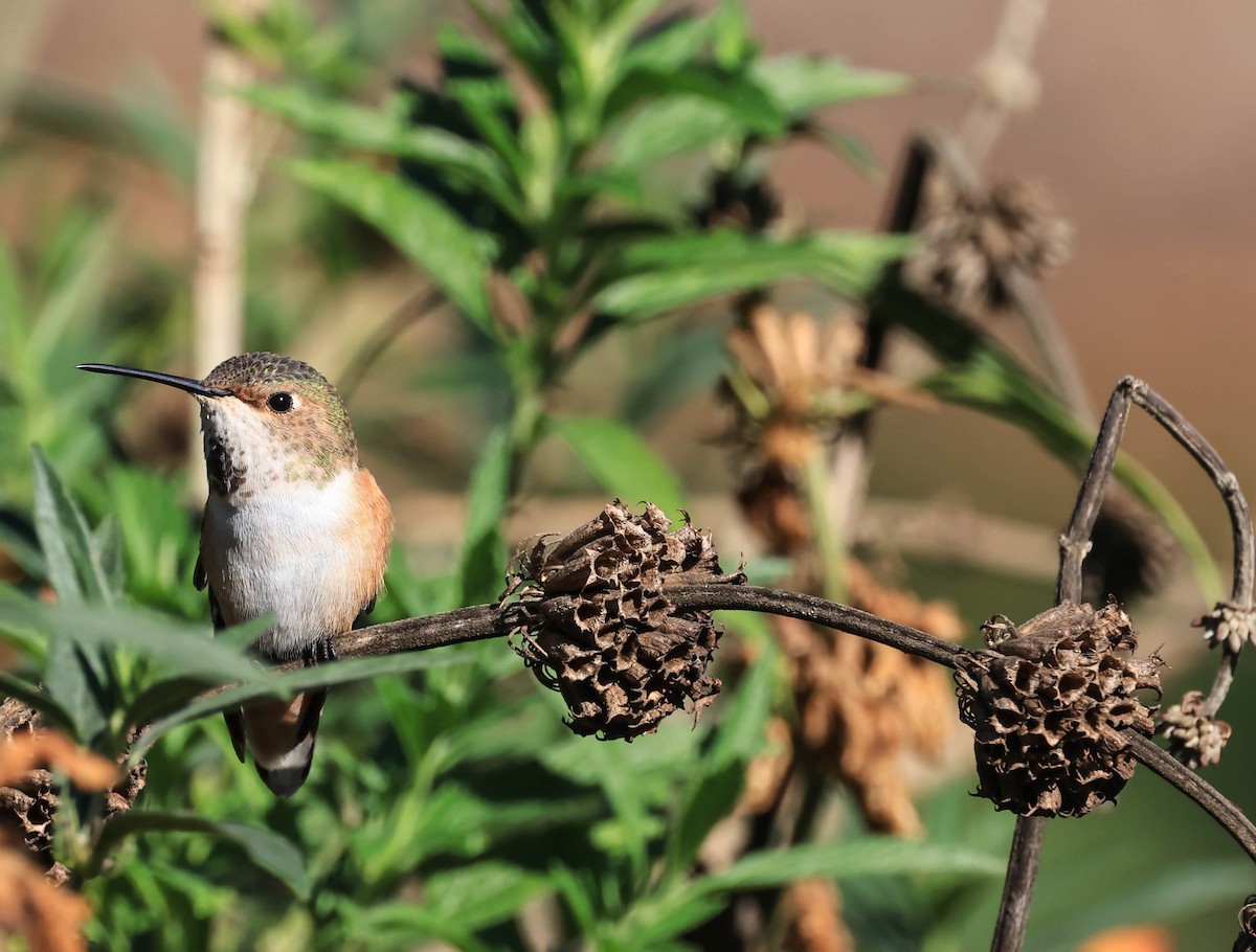 Allen's Hummingbird - ML646706389