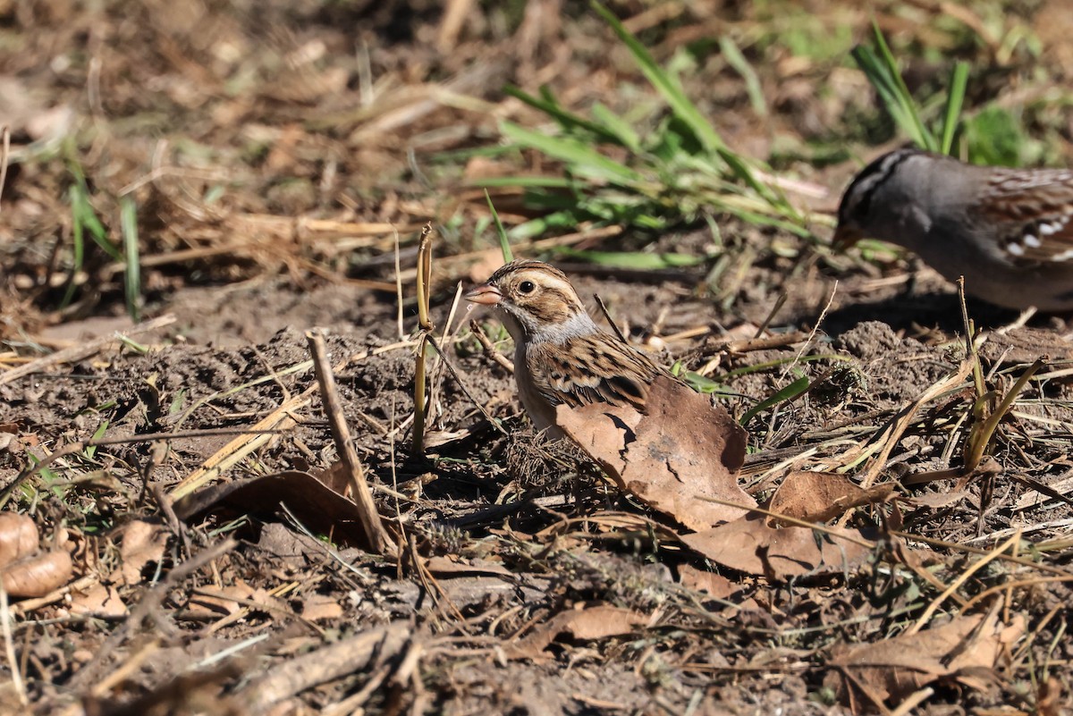 Clay-colored Sparrow - ML646706391