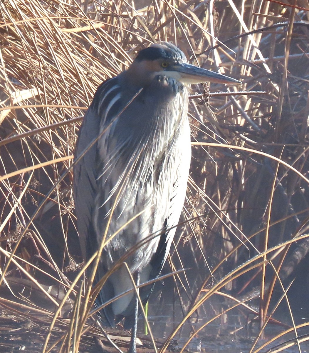 Great Blue Heron - ML646706392