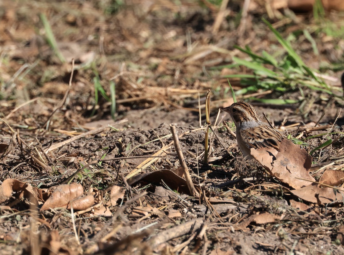 Clay-colored Sparrow - ML646706393
