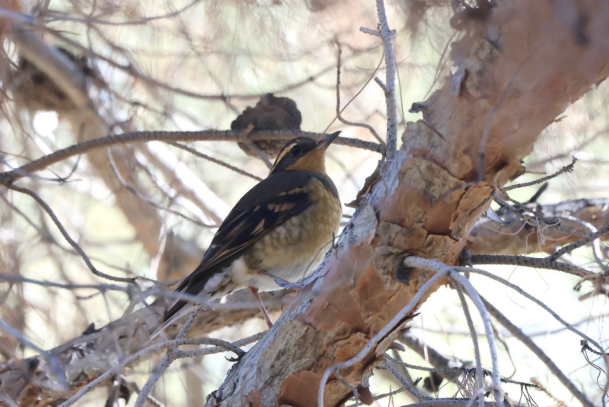 ムナオビツグミ - ML646706394