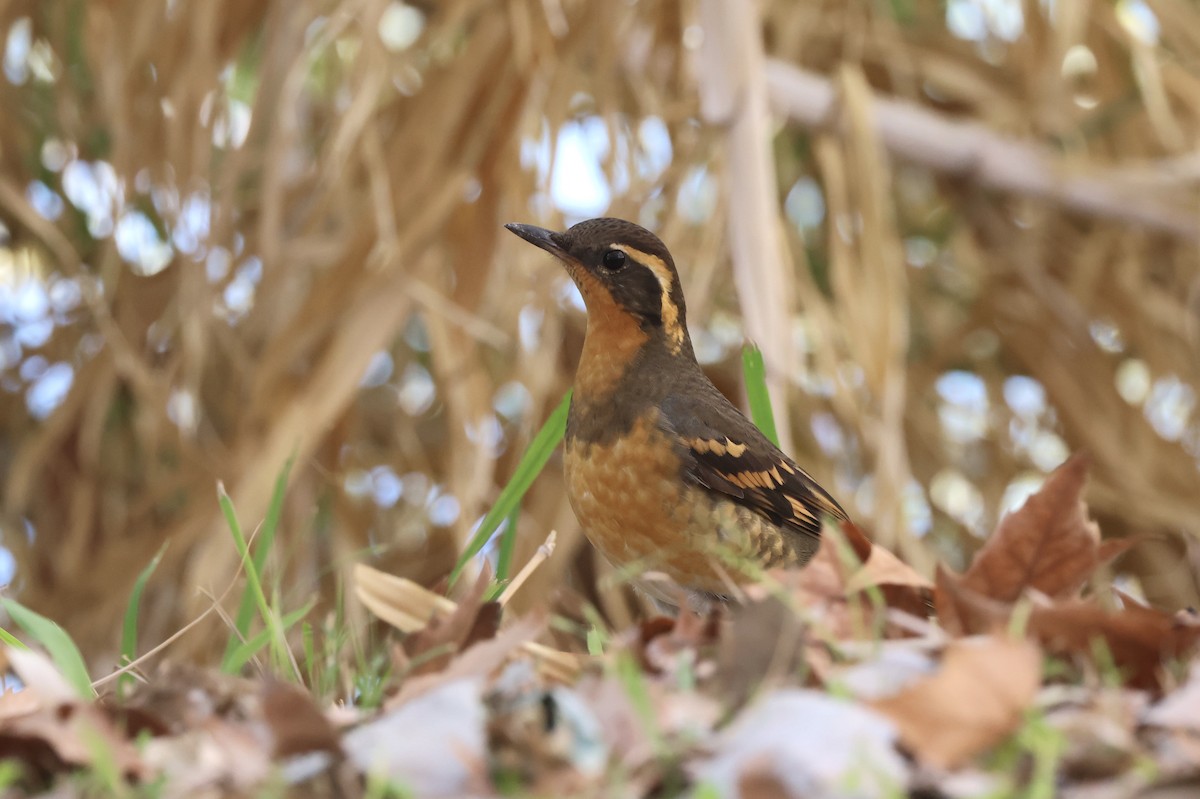 ムナオビツグミ - ML646706395