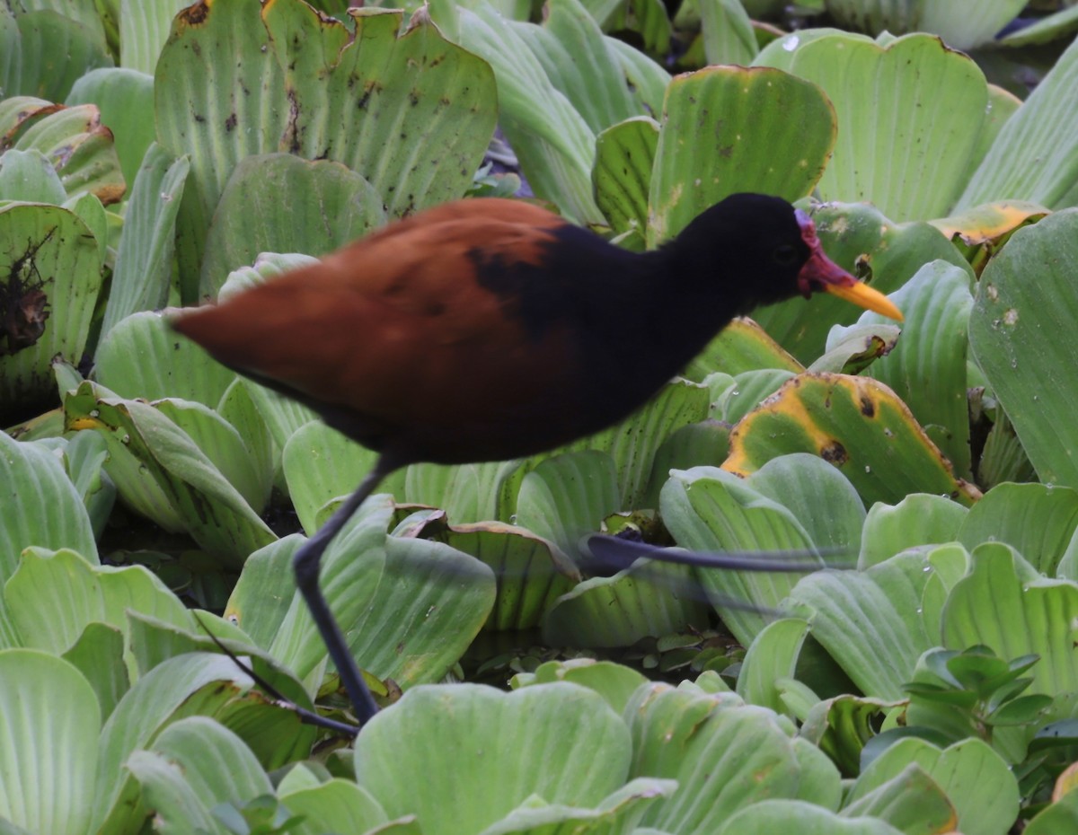 Wattled Jacana - ML646706396