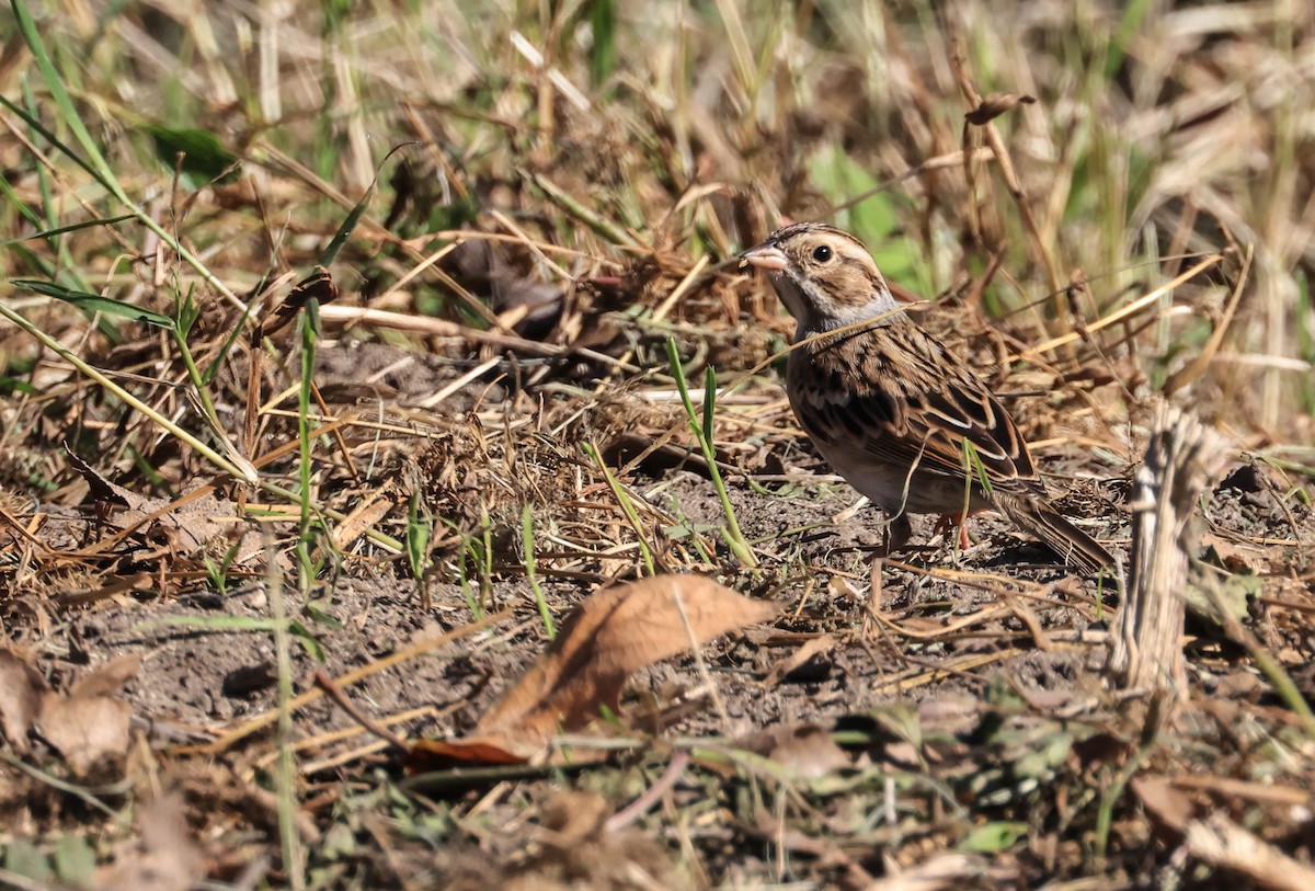 Clay-colored Sparrow - ML646706397
